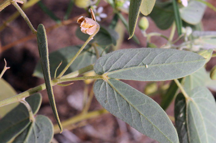 The twin oblong leaflets on Twinleaf Senna set it apart from Coves' Cassia, Senna covesii. Senna bauhinioides The twin oblong leaflets on Twinleaf Senna set it apart from Coves' Cassia, Senna covesii. Senna bauhinioides